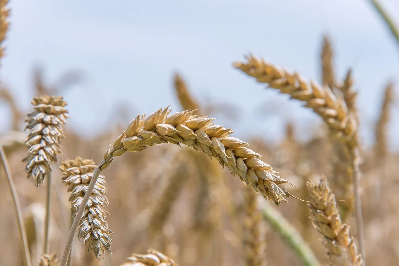 Availability of wheat in UK down year-on-year - AHDB