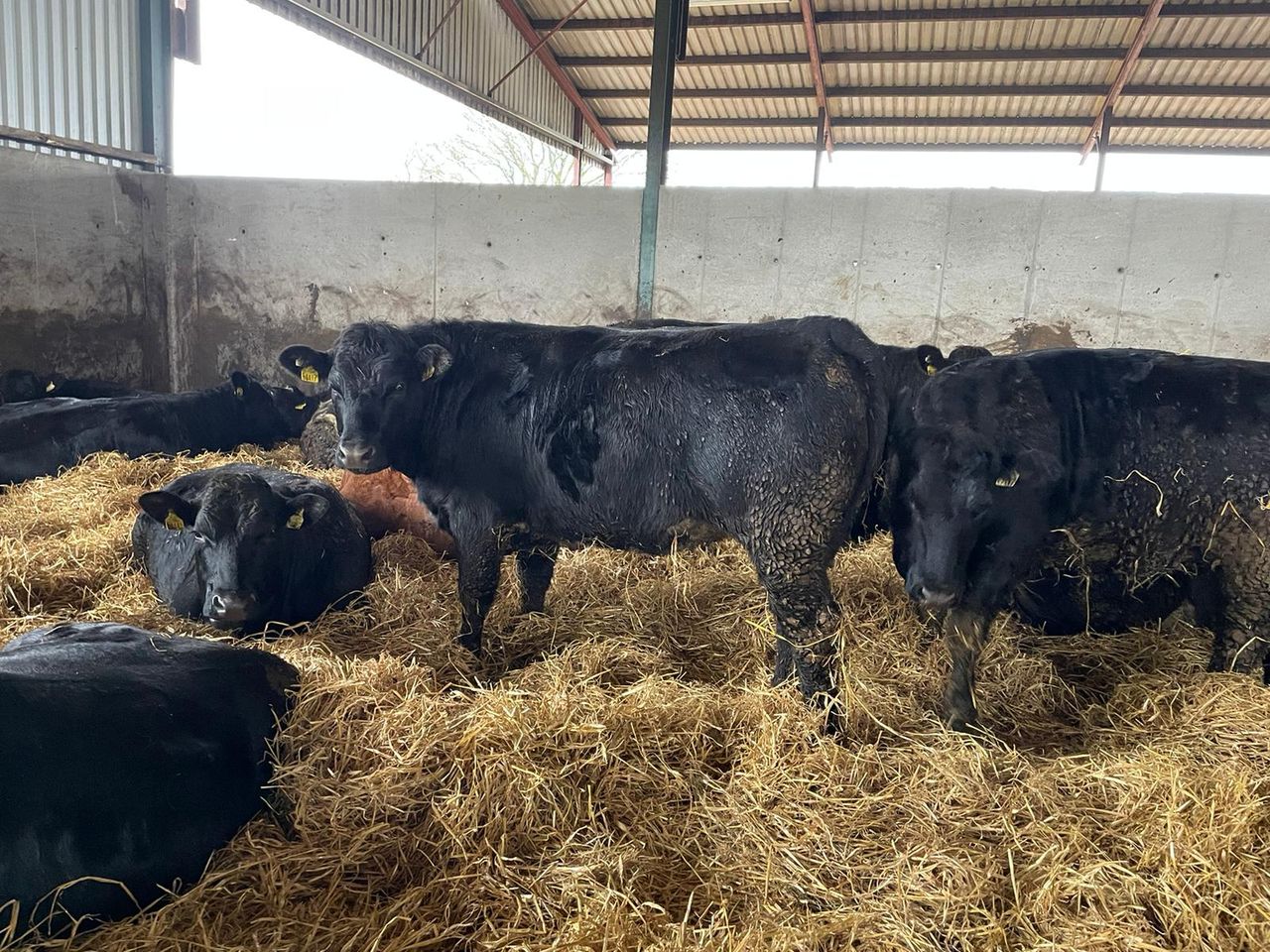 ABP Demo Farm: Final results on factory cattle performance