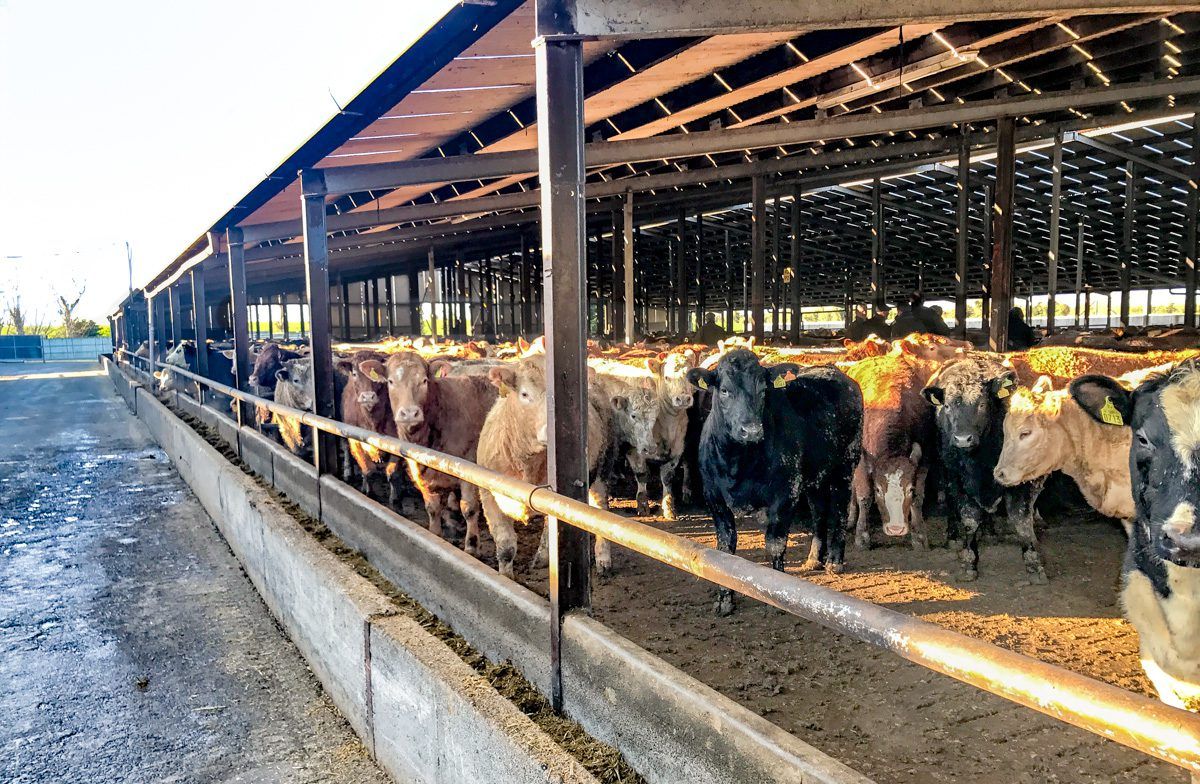 Nearly 30,000 cattle per month originating from 'Controlled Finishing Units' in 2019