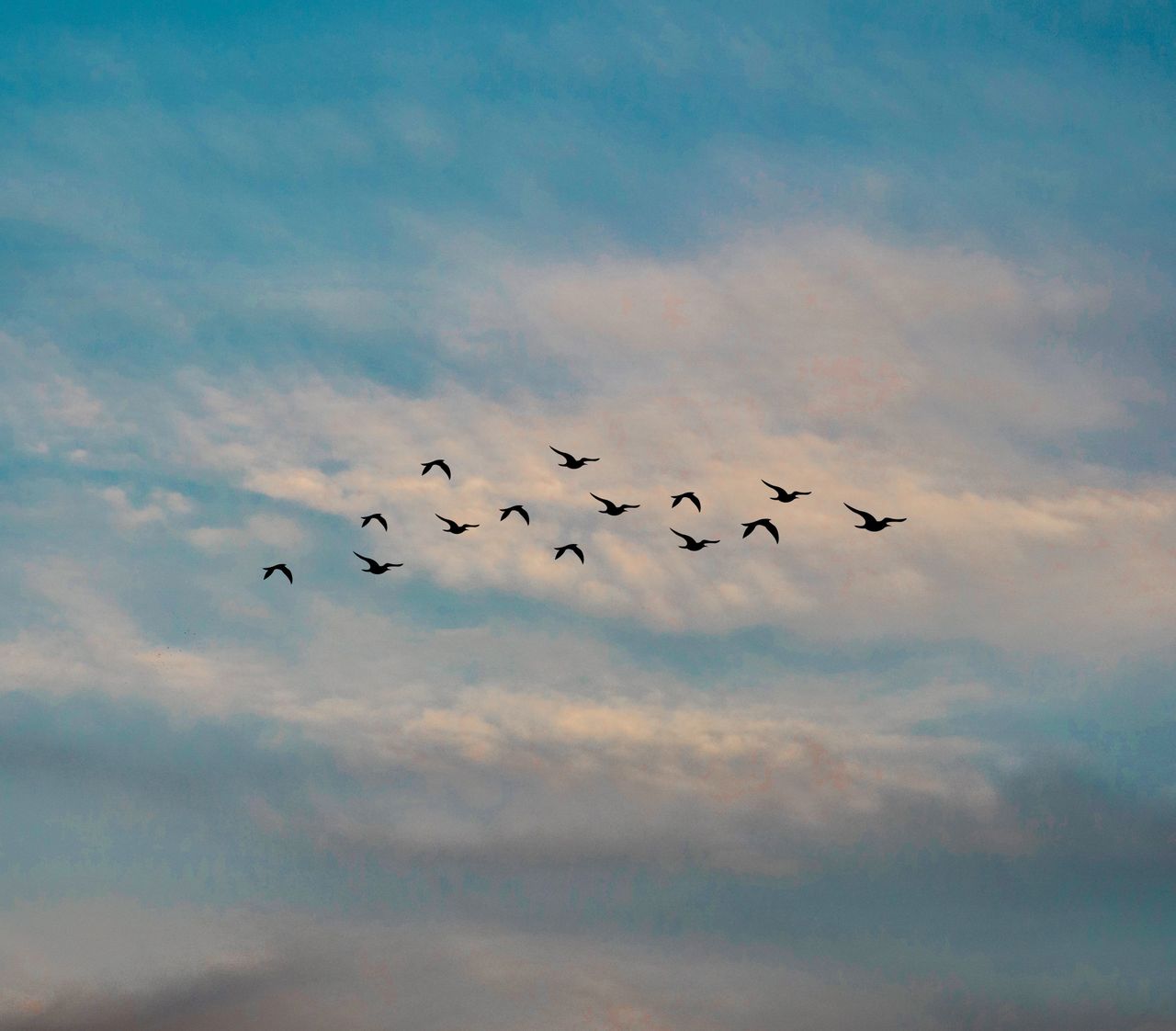 Ireland now free from highly pathogenic avian influenza