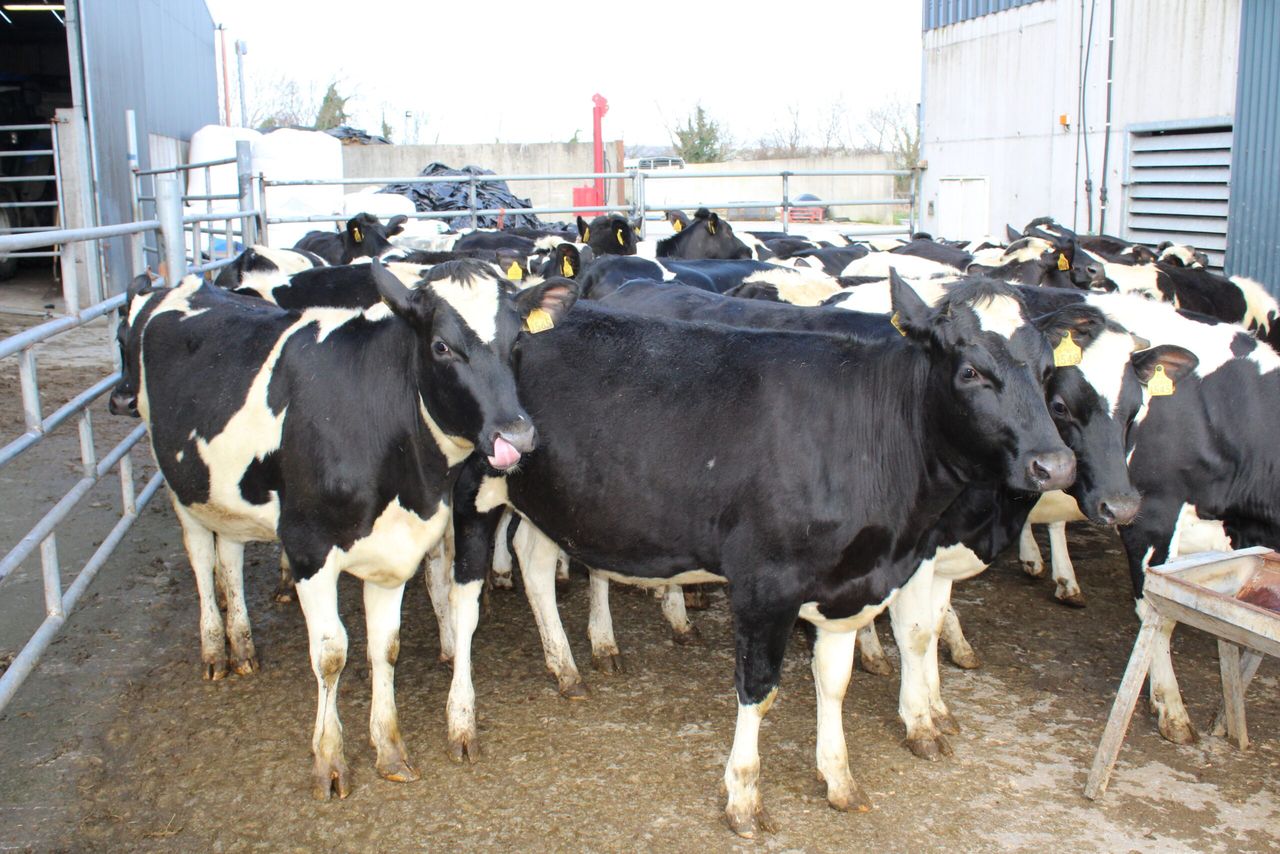 What about making Ireland the animal breeding centre of Europe?