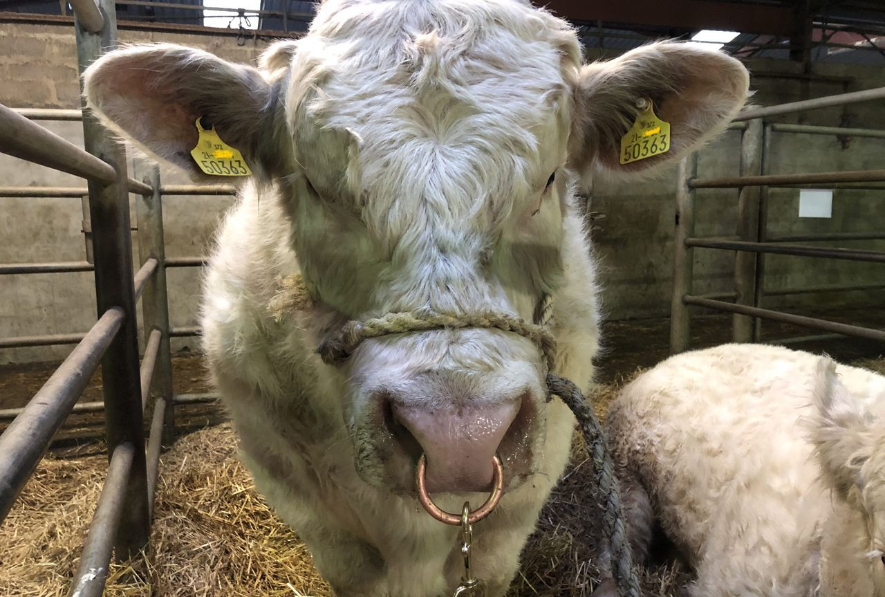 Which AI bull sired the most beef calves in autumn/winter last year?