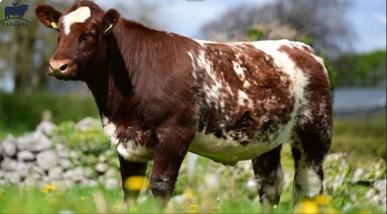Shorthorn heifer makes Irish record price at Caramba Sale