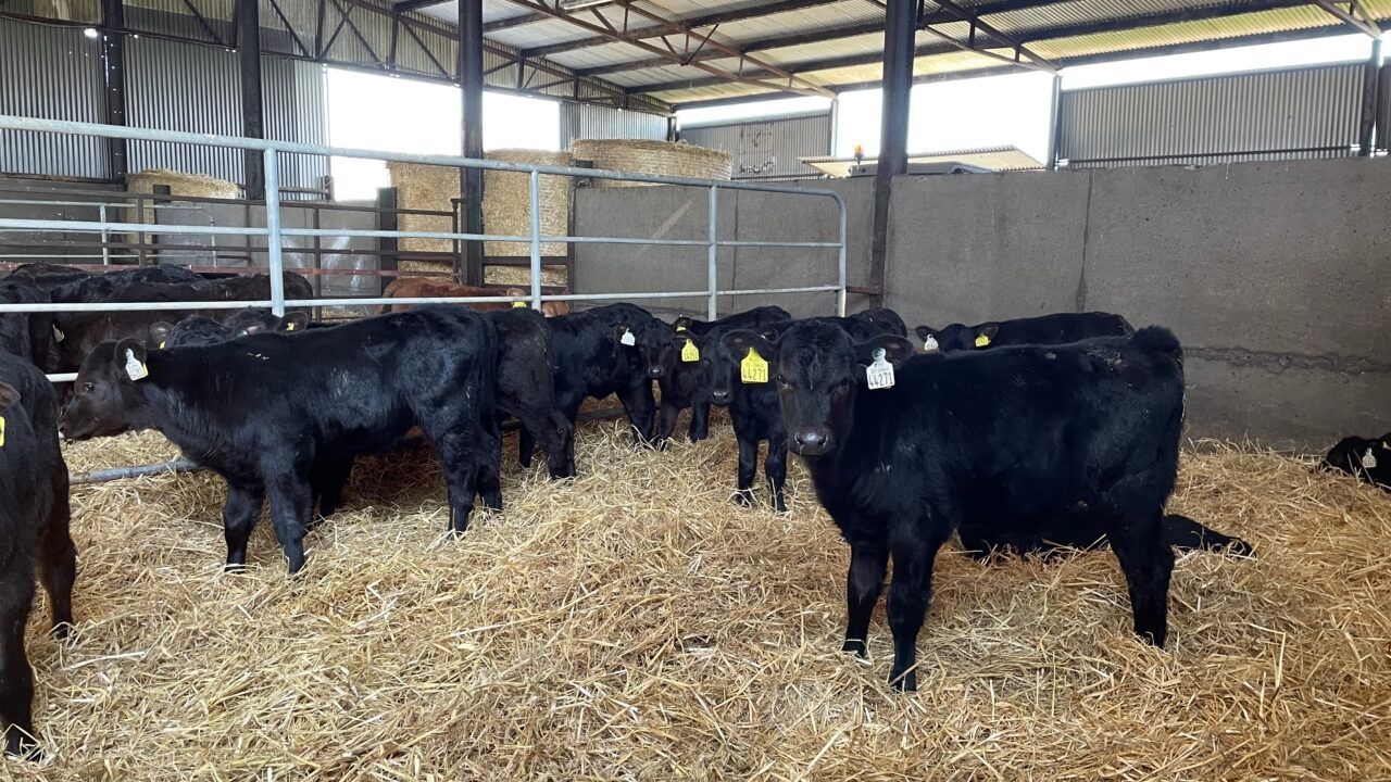 Over 1.2 million calves registered to date this year