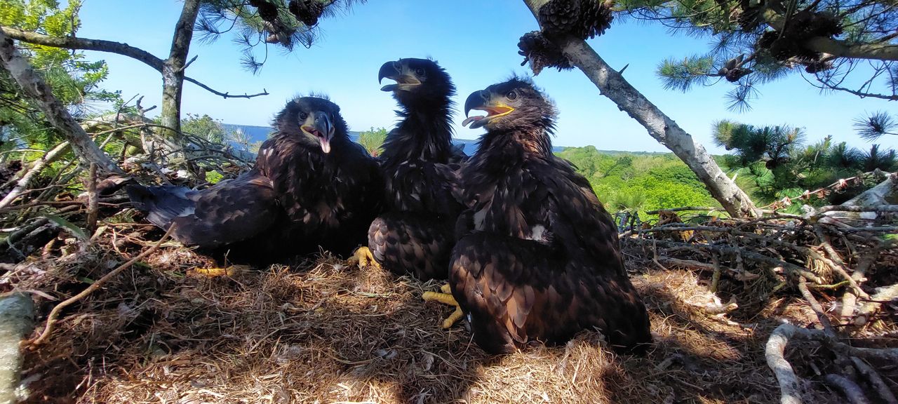New white-tailed eagle chicks born in Co. Clare
