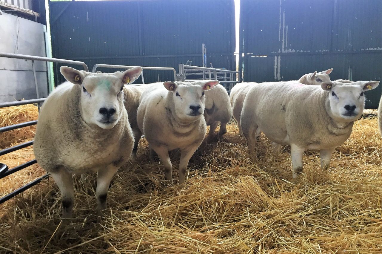 More youth entering pedigree sheep breeding