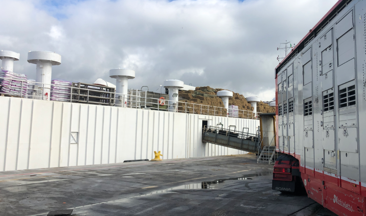 Video: Viastar loads bulls on boat for export overseas