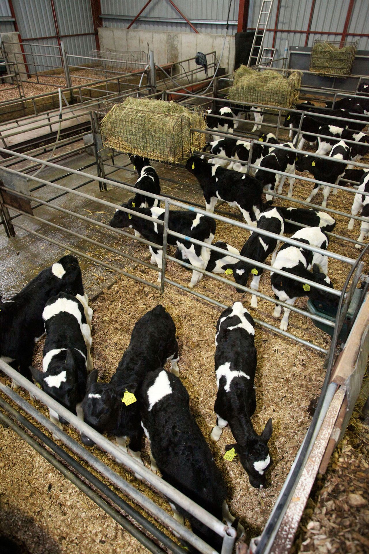 'The best advice for farmers thinking dairy calf to beef is to start small'