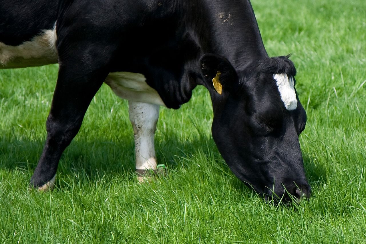 TB and Johne's hot topics at Moorepark '25 health village