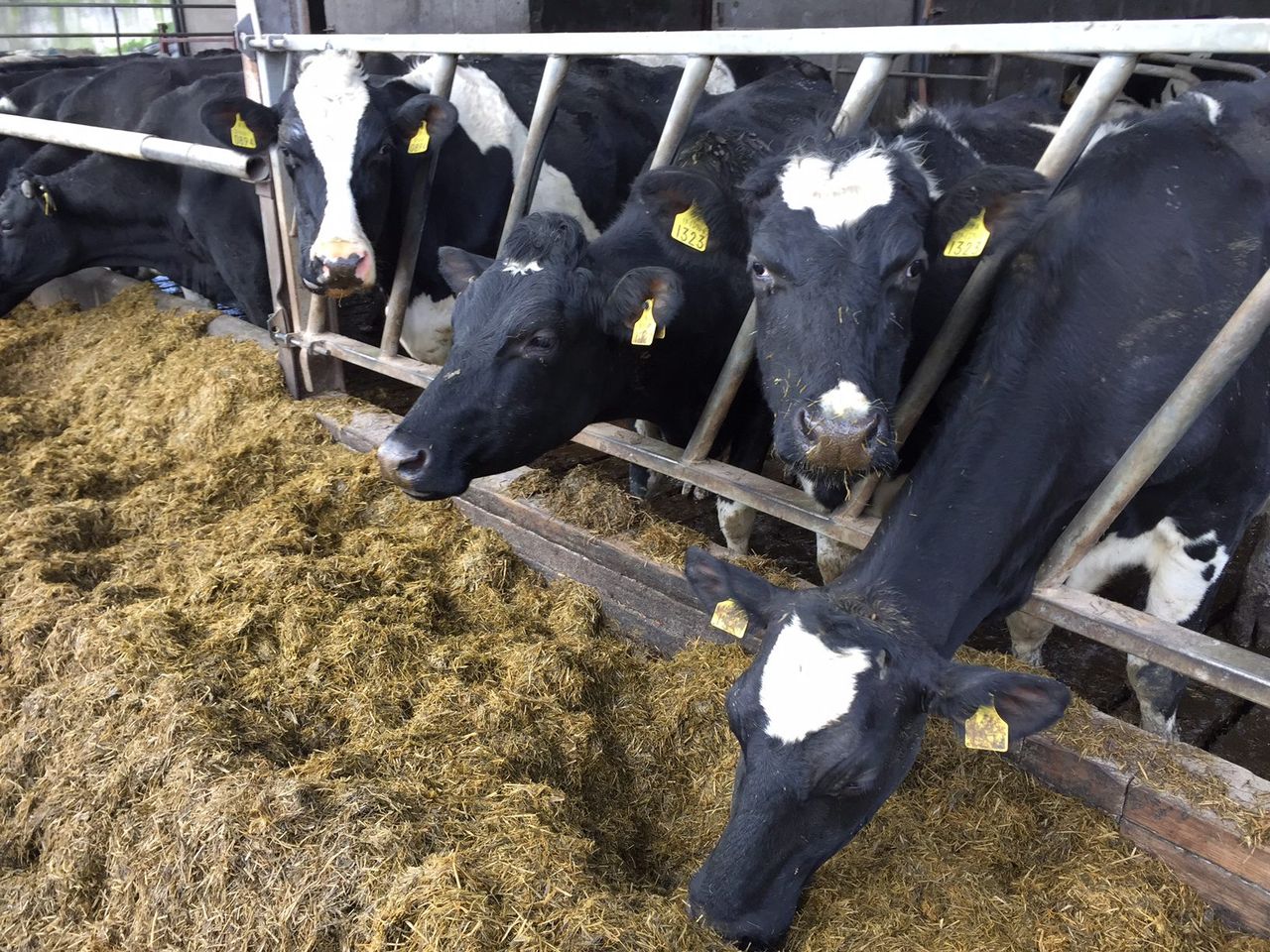 Young farmers along the border 'very much in the dark' on Brexit