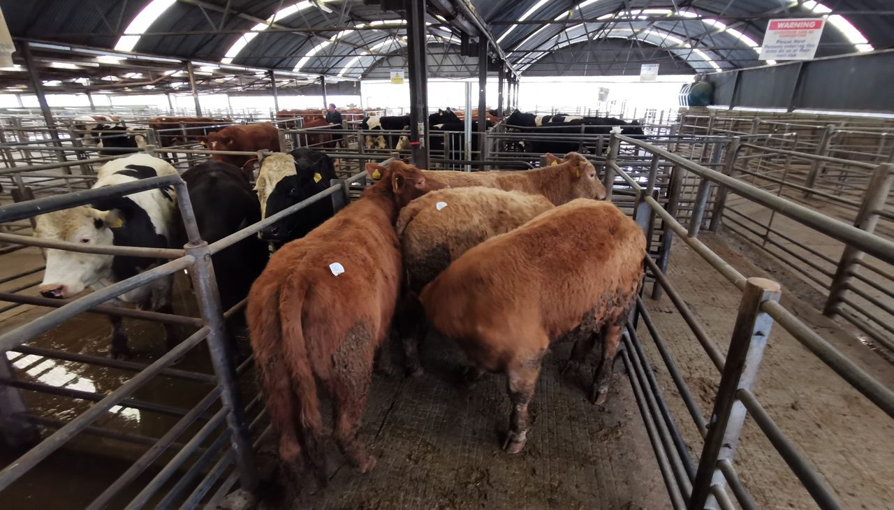 Opening options: Managers propose mart trading protocol to department