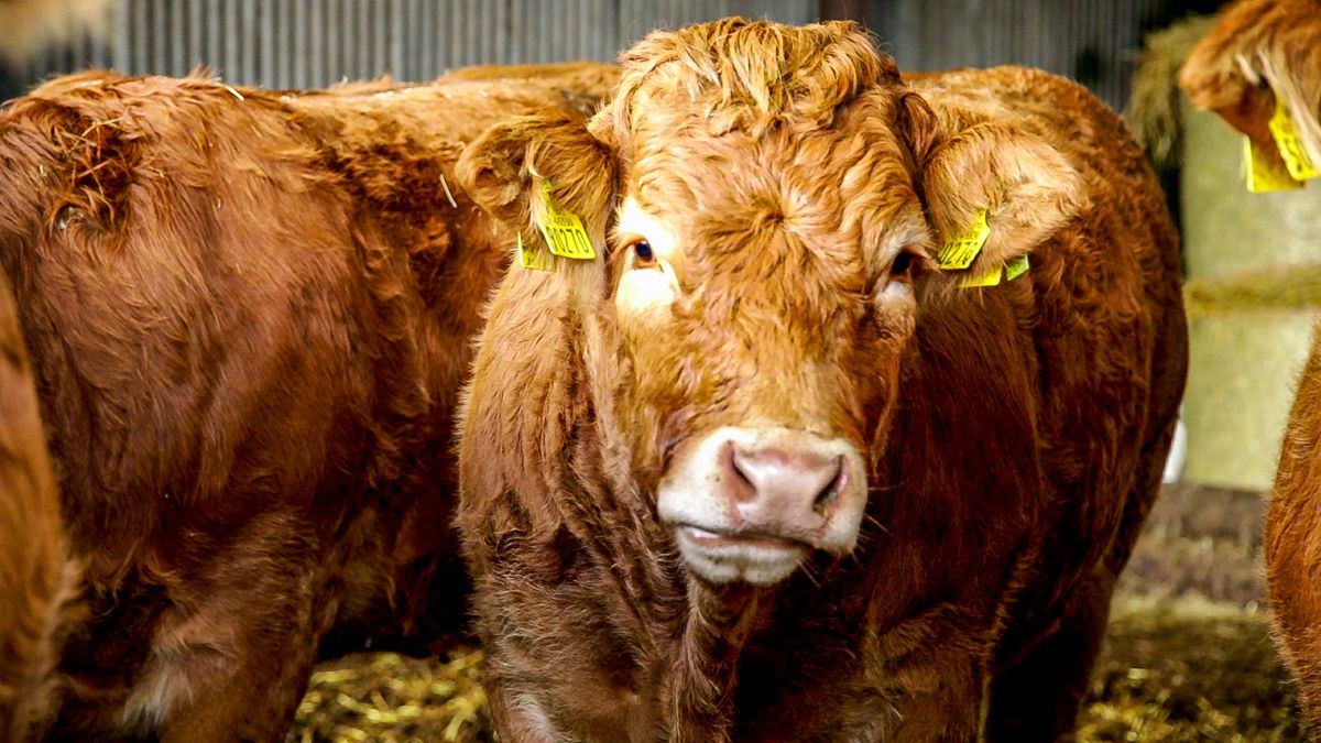Tight supplies and strong supermarket demand 'driving beef trade'