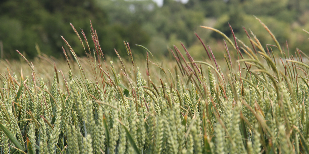 'Getting to grips with herbicide-resistant grass weeds a priority' - specialist
