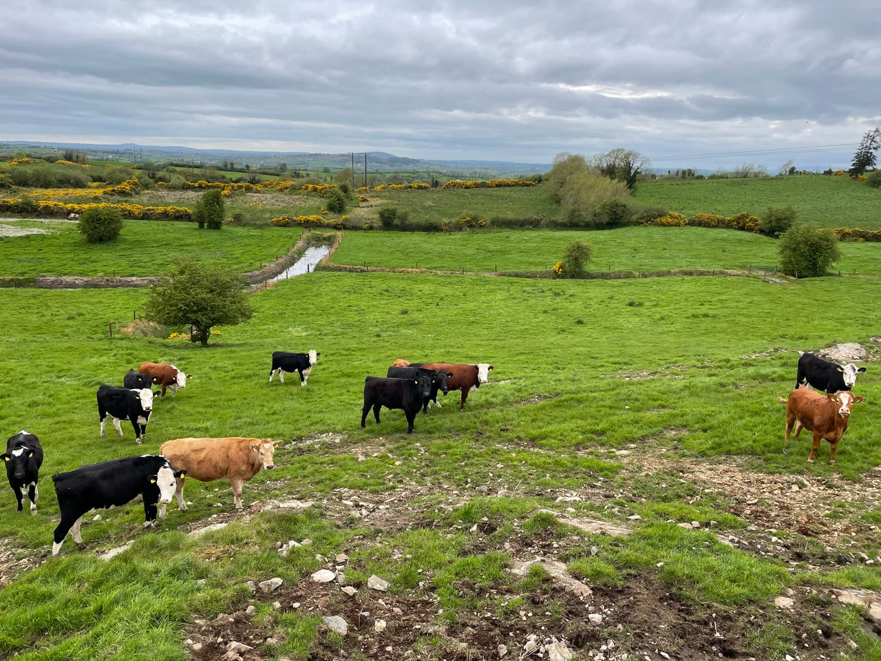 Govt: Livestock diseases may 'rise' as temperatures increase