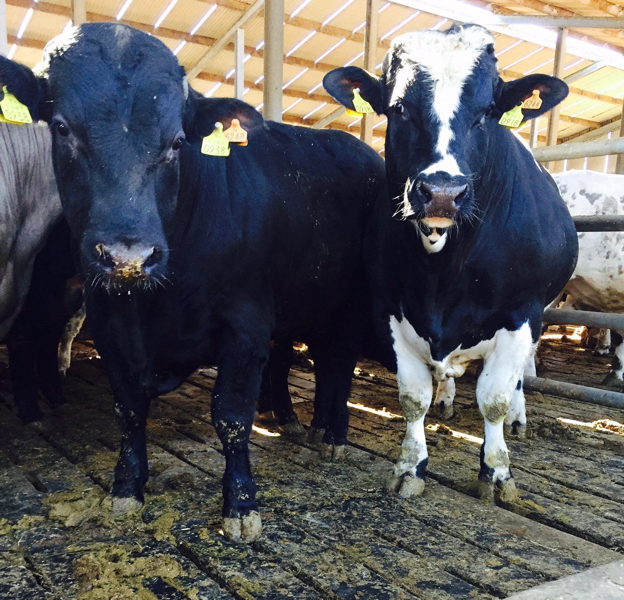 Irish beef supplies already well up on last year