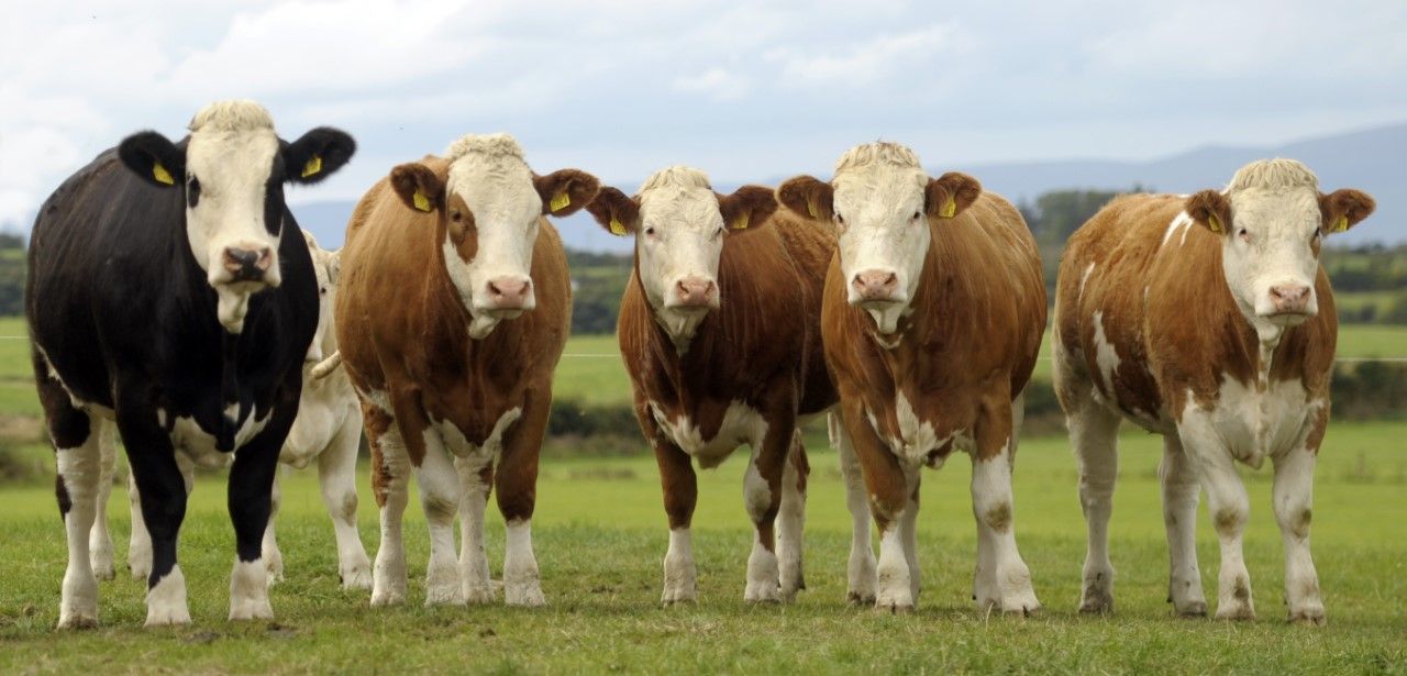 Glennon returns to Simmental society as general manager