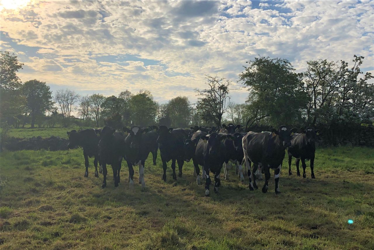 'Strong demand' for autumn-calving in-calf heifers and cows