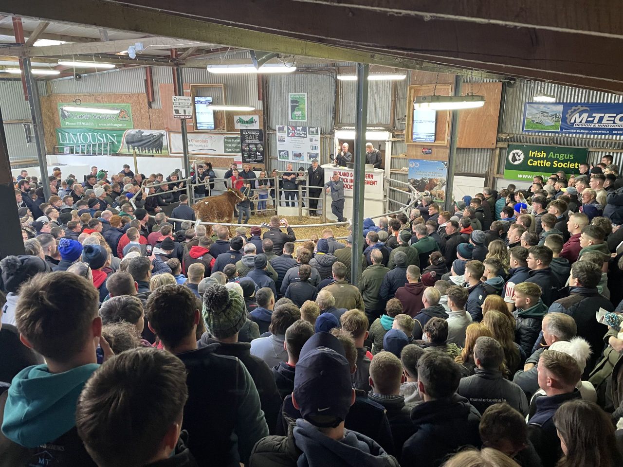 Limousin-cross heifer makes €30,000 at Carrick Winter Fair