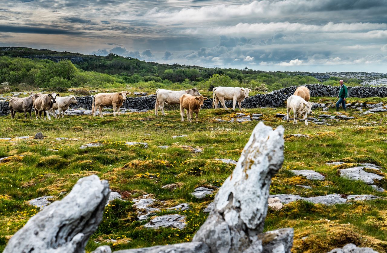 Burren is the 'perfect case study' for evolution of Irish ag - geologist