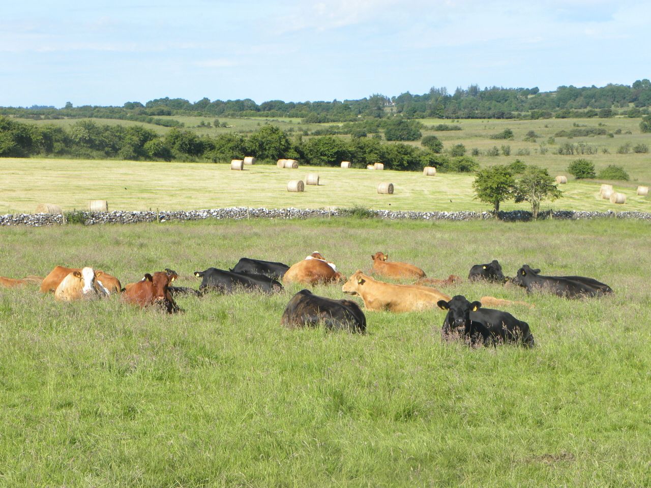 Greenway developments pose 'increased threat to health of farm animals' - IFA