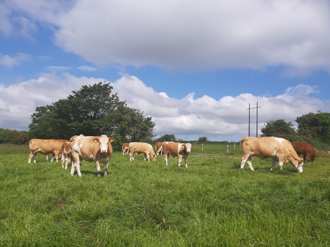 Factory quotes: Prime cattle quotes fall 45c/kg in 8 weeks