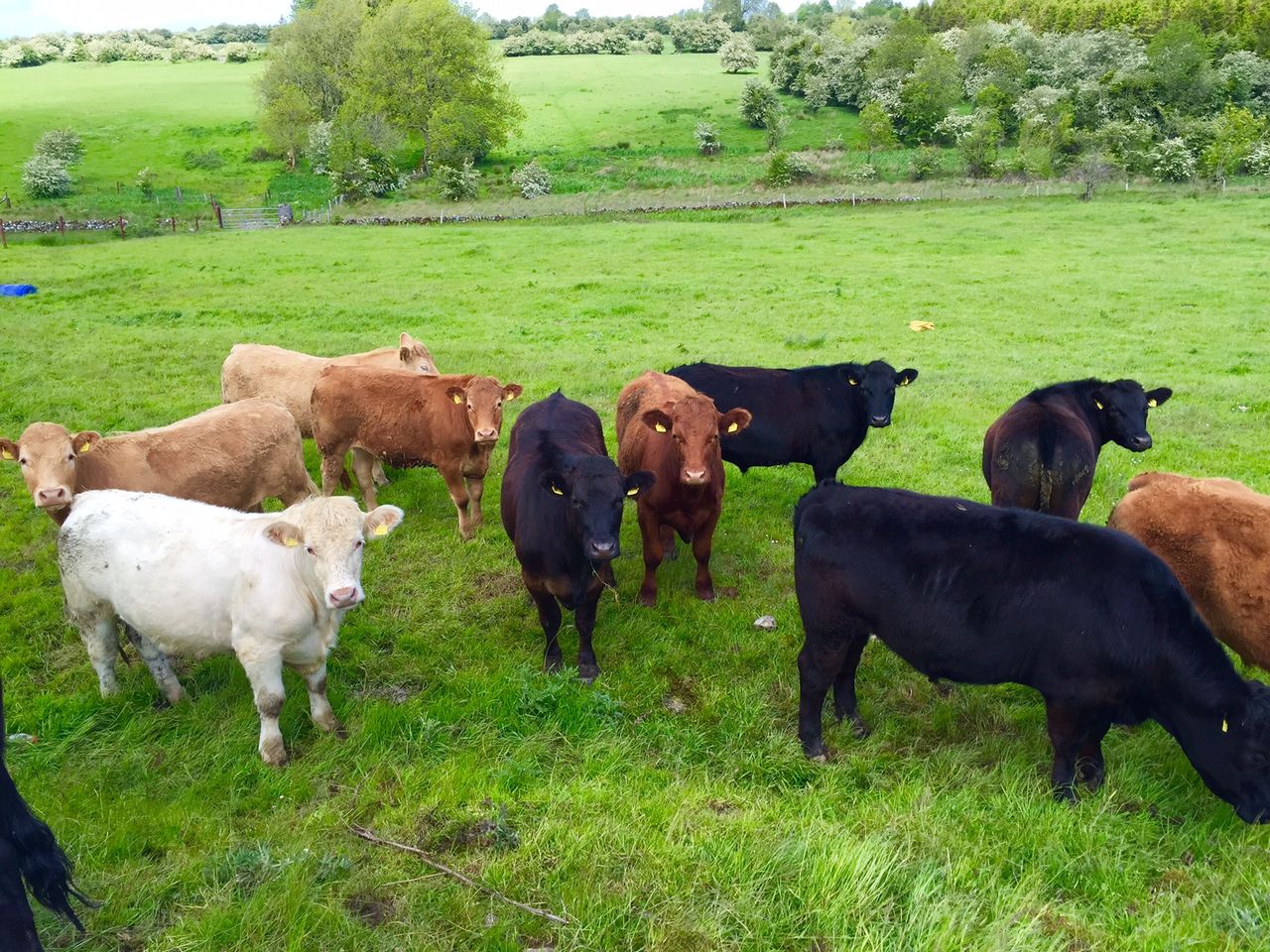 Store cattle buyers not to be found around mart rings - they're all in Galway