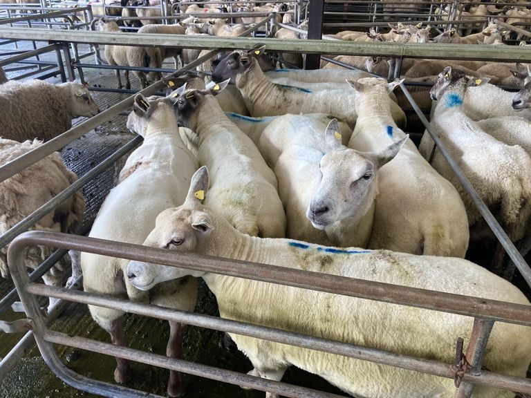 Sheep trade: Ewe and lamb quotes take a hit - Agriland.ie