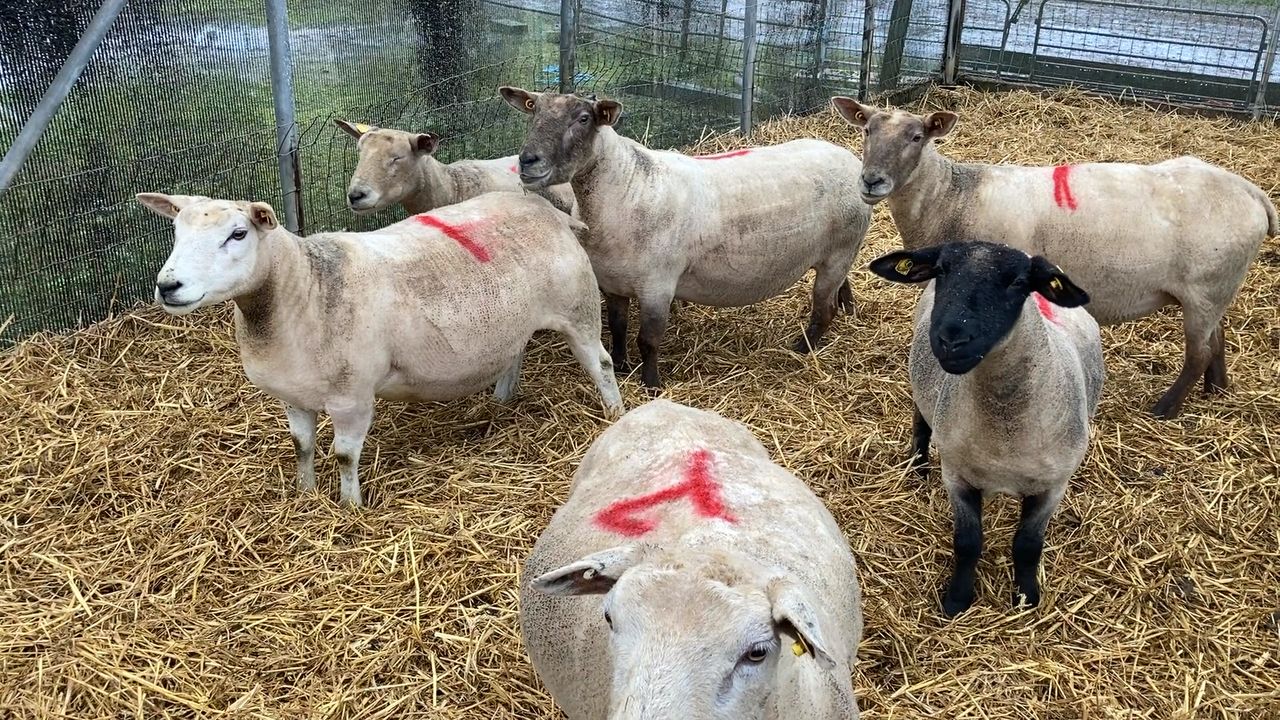 Taking advantage of the benefits winter shearing ewes offers