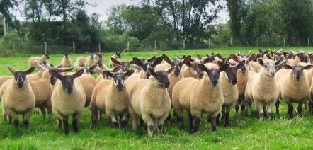 Chinese sheep meat imports recovering, ahead of Irish trade mission