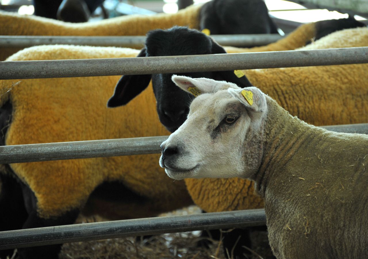 130th Athenry agricultural show changes 'sights' after 50 years at the same venue