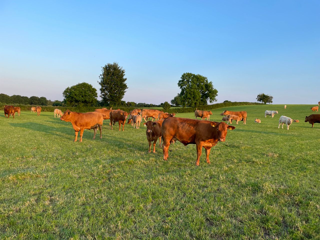 DAFM: New Beef Welfare Scheme to open in July