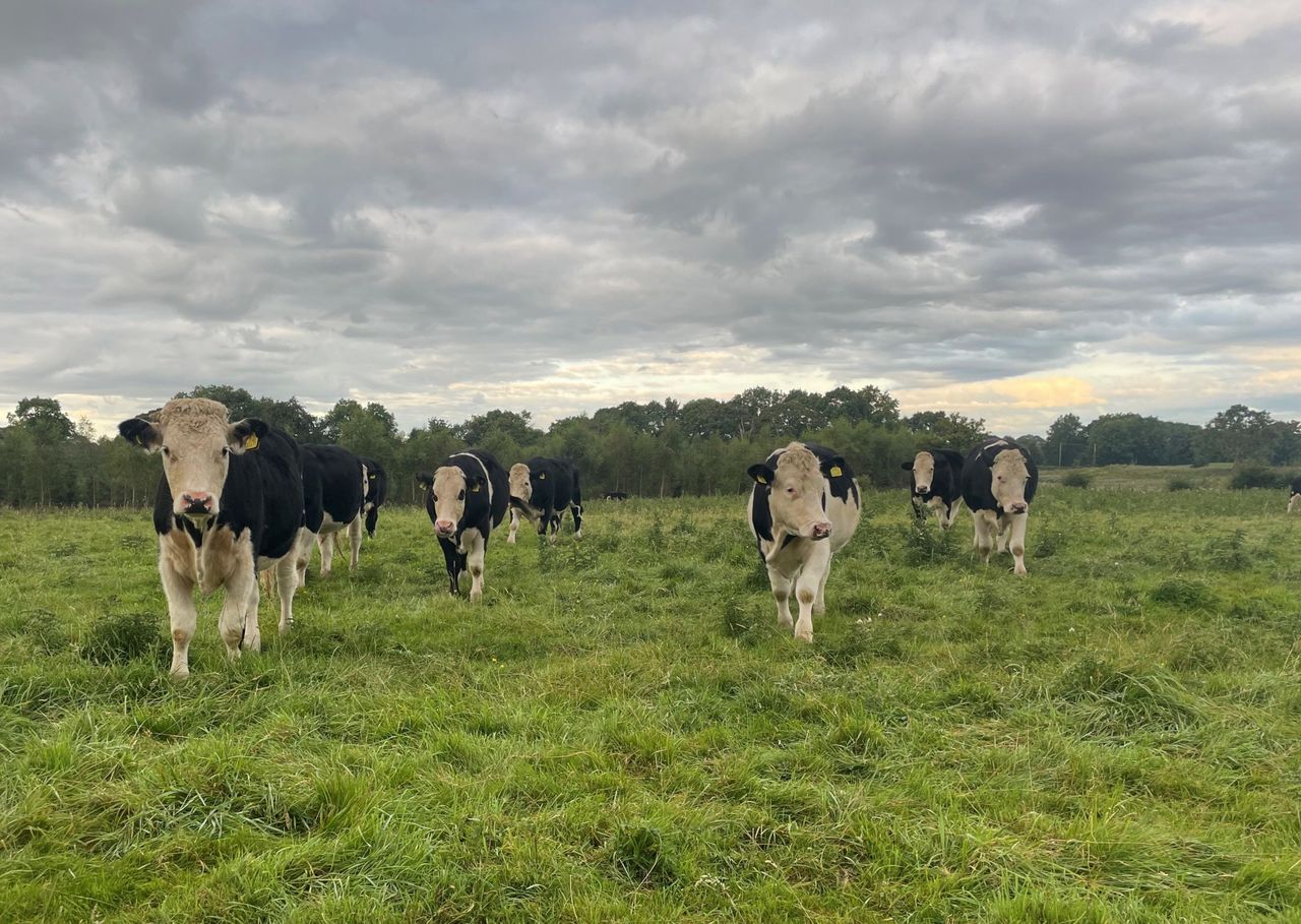 Beef farmer transforms local supply chain - a 'truly farm-to-fork' system
