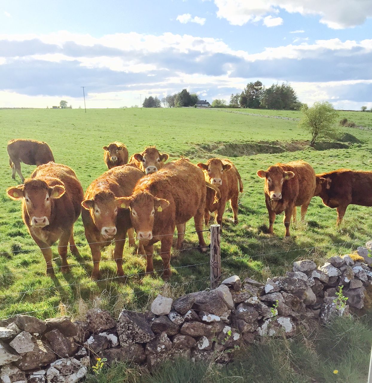 Prevention's the best policy for summer mastitis