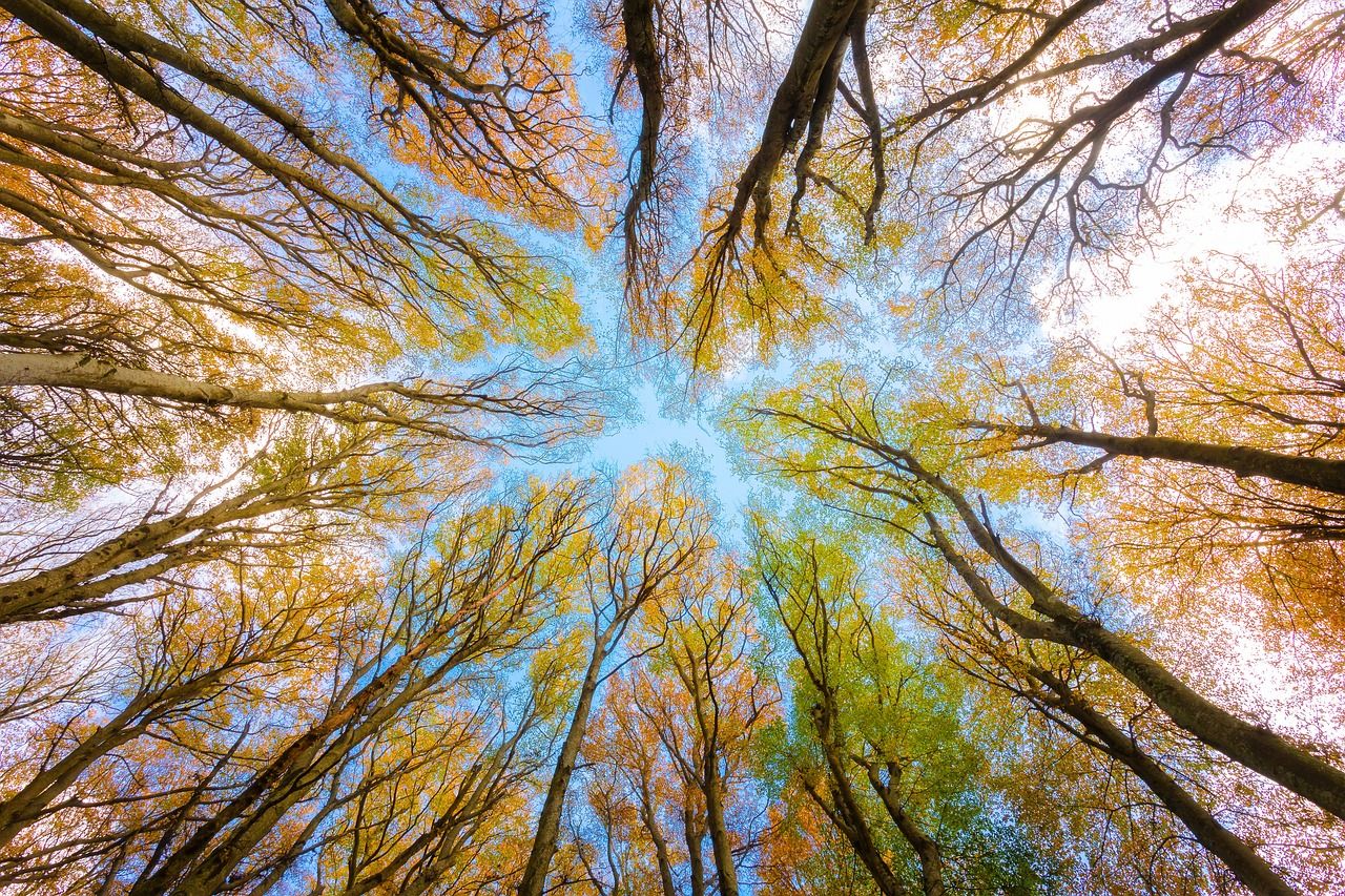 Research: Mixed forests an 'insurance policy' for industry