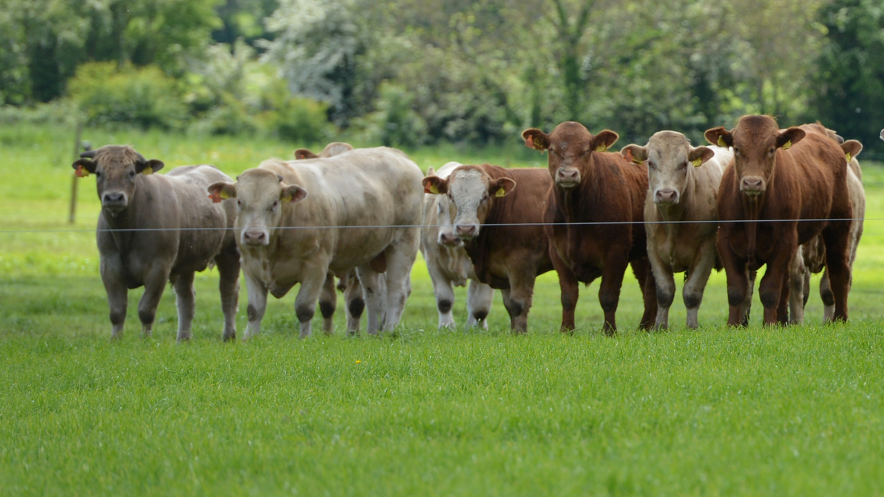 Maximise weanling performance this autumn to drive winter gains