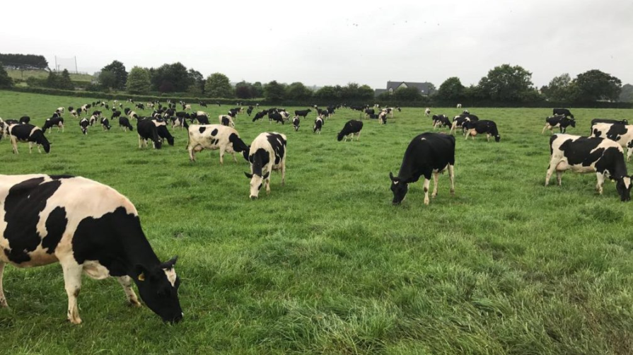 'Milking cows OAD has reduced milk production by 22%' - study finds
