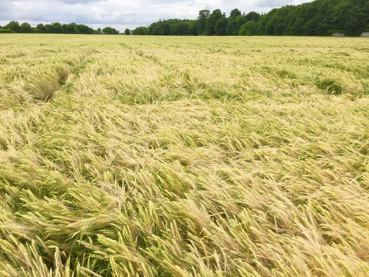 'One size fits all approach to Greening does not reflect the reality of farming'