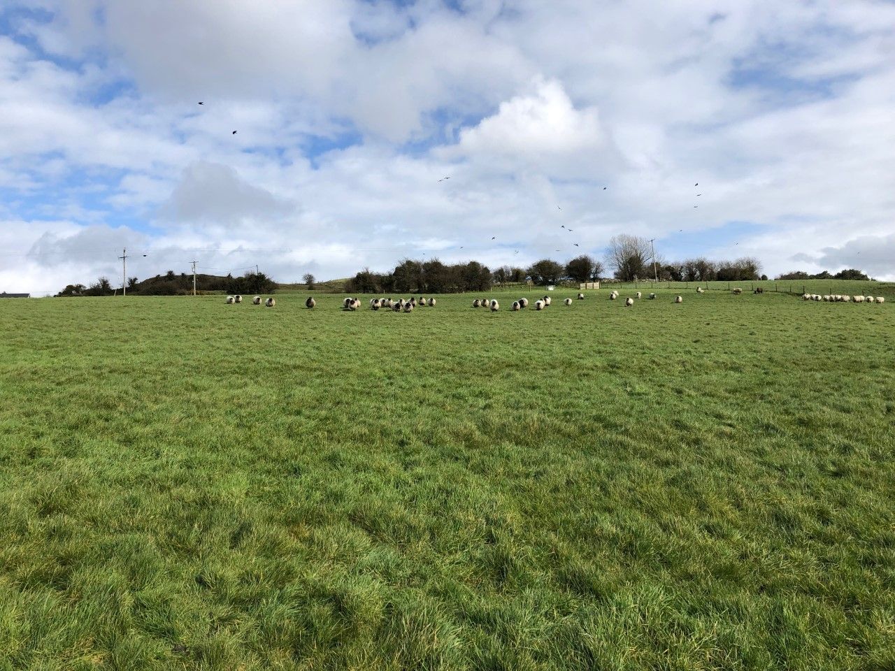 Time to maximise flock performance through grazed grass, as growth rates surge up
