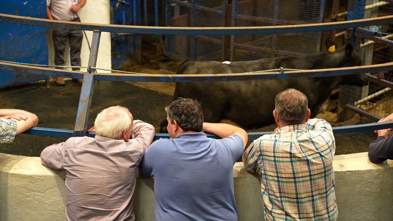Video: Catch up at the mart - hot weather, fodder and the risk of overstocking