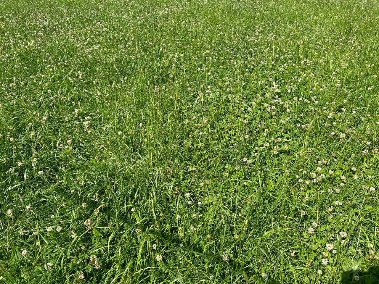 Dairy advice: Managing clover swards