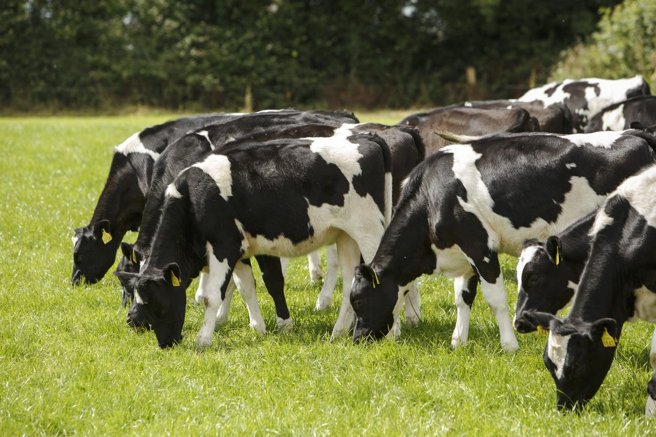 Series of on-farm events to focus on producing healthy calves