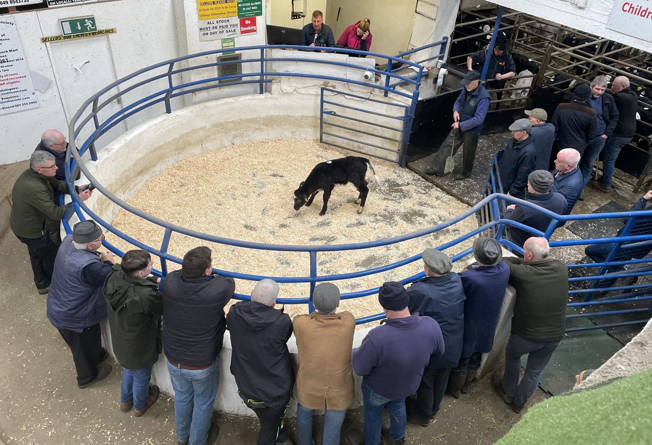 Table: Average prices paid for calves by breed, age and CBV