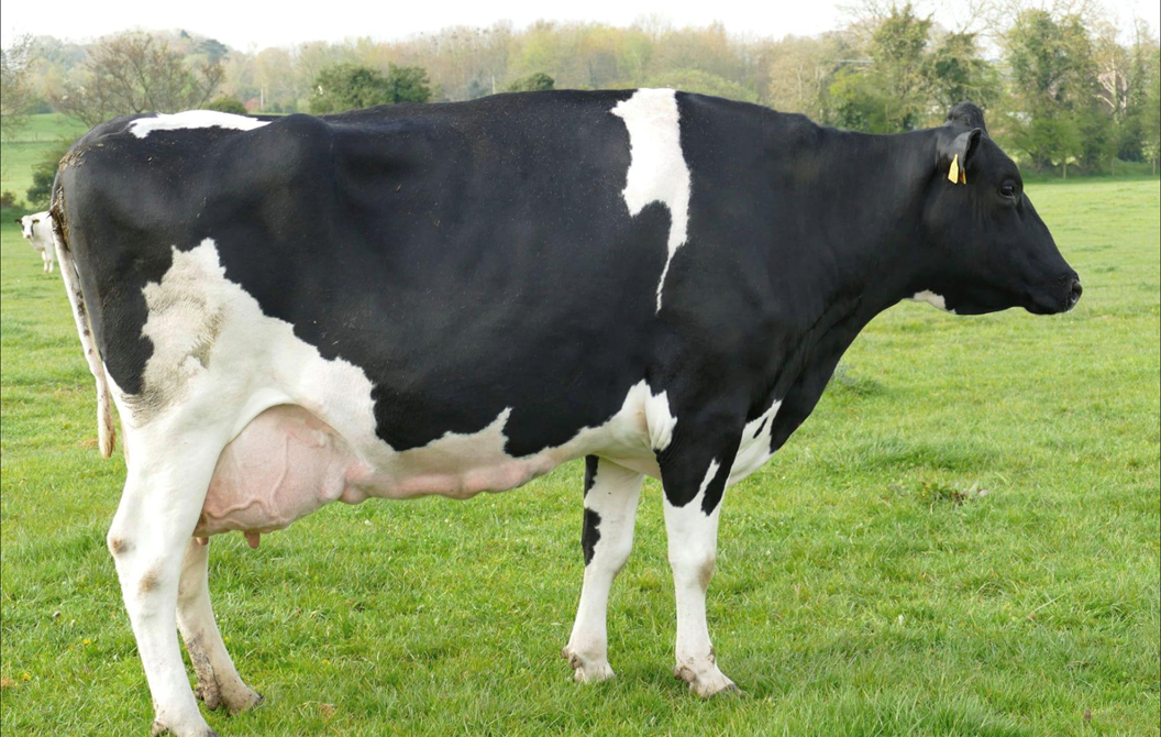 Top price of 3,090gns at  Taaffe Auctions dairy sale