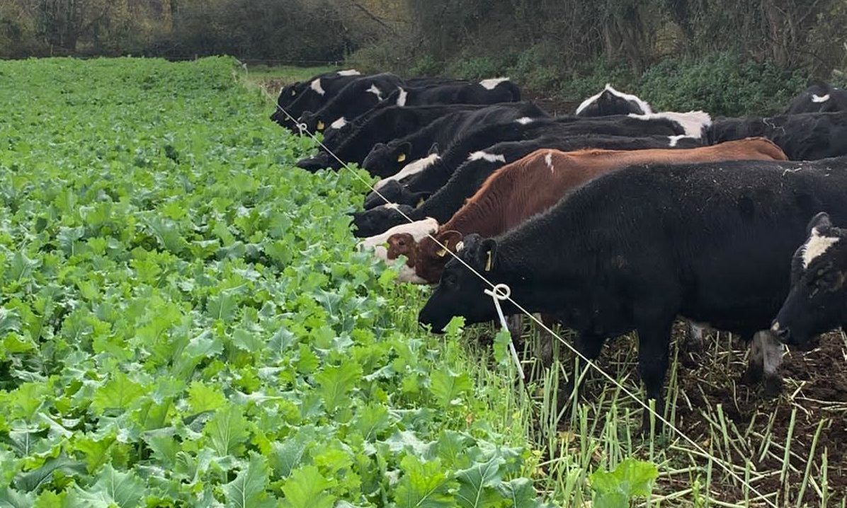 Utilising high-energy forage crop for out-wintering young stock