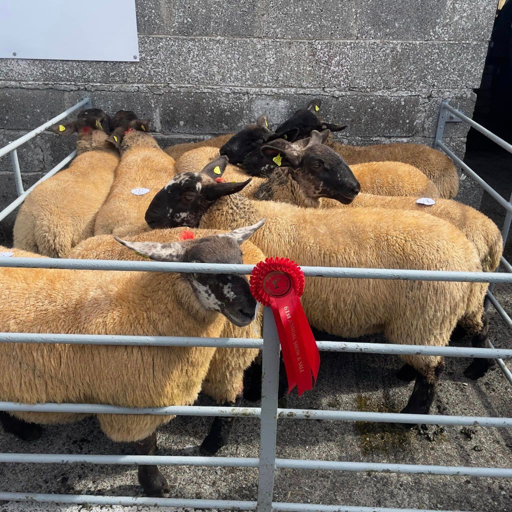 Cormac Kavanagh's winning ewe lambs Source: Borris Ewe Breeders