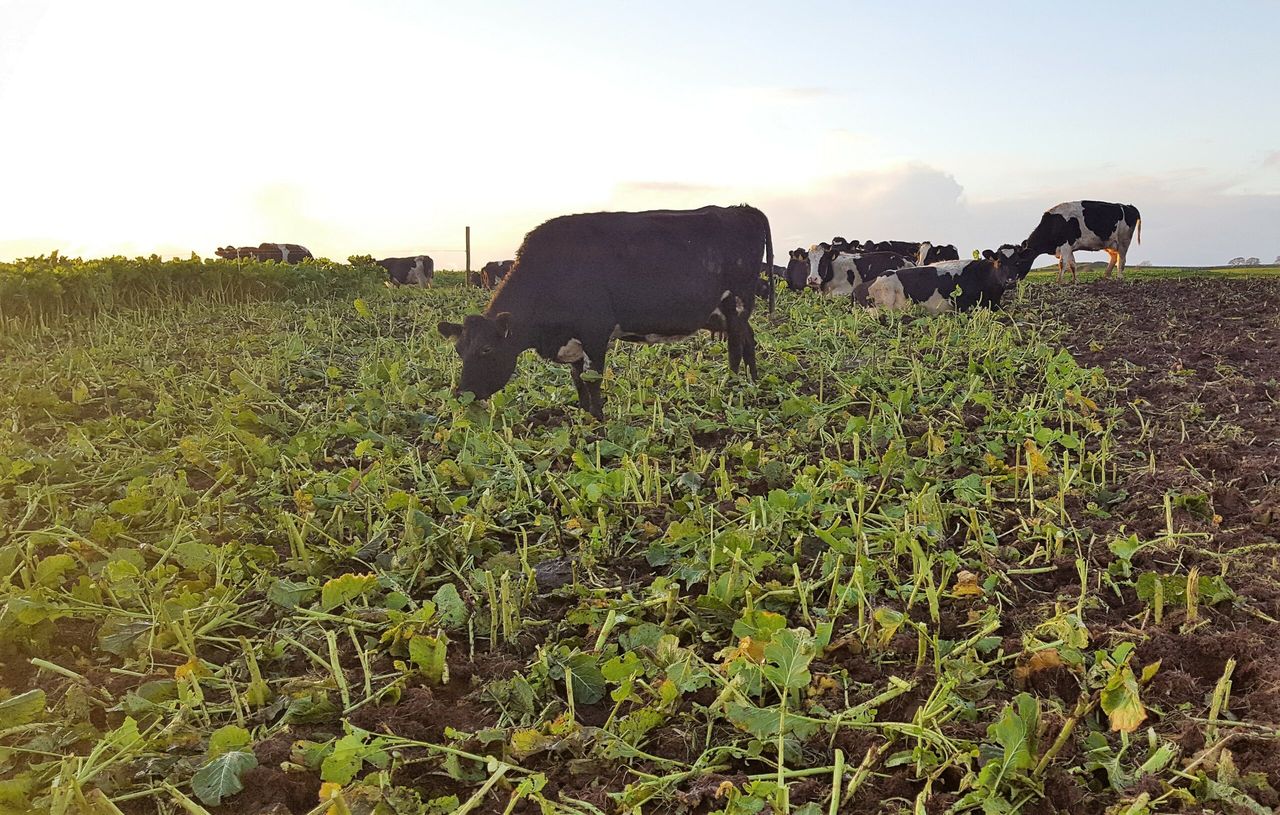 Dairy focus: Heading for 320 cows in Co. Galway