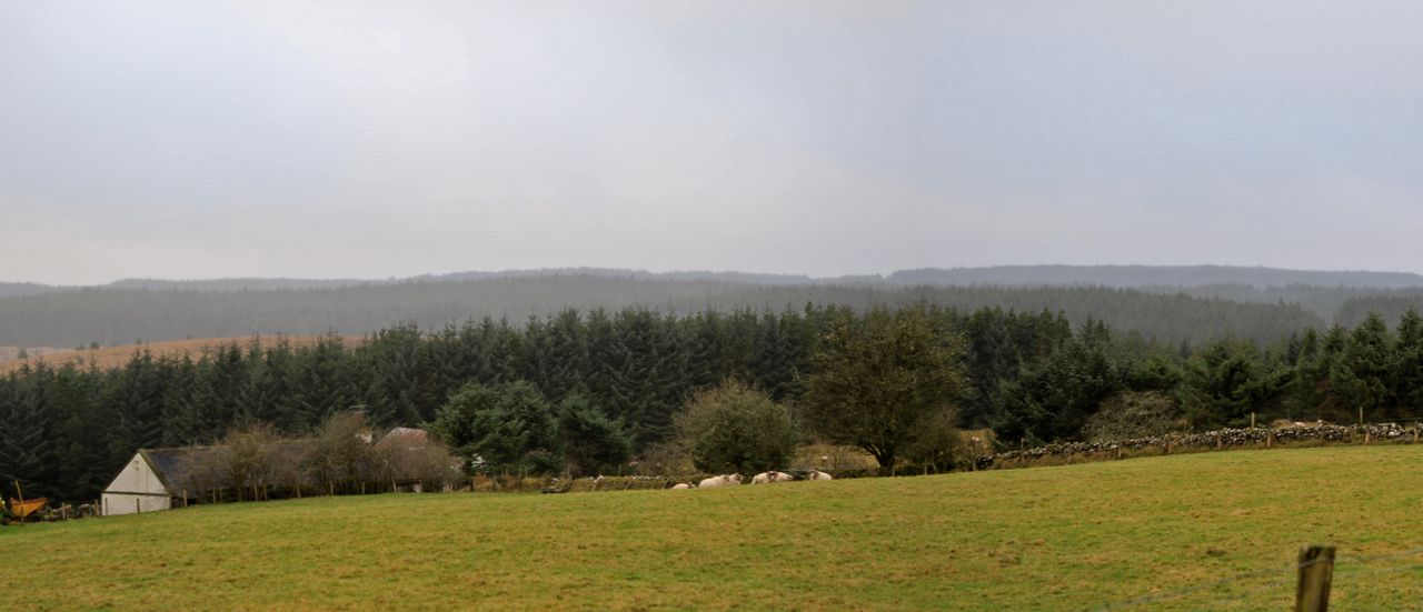 NI farming community urged to have their say on future forest plans