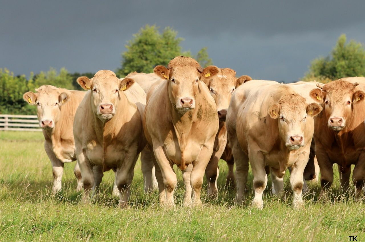 TB adding to the cost burden on farms in Northern Ireland
