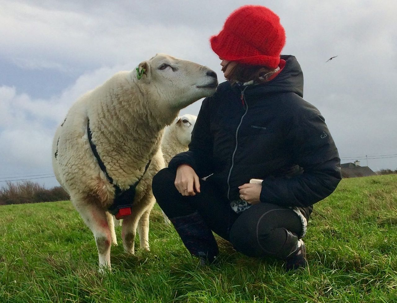 Artist follows seasons of a sheep year in the south-east