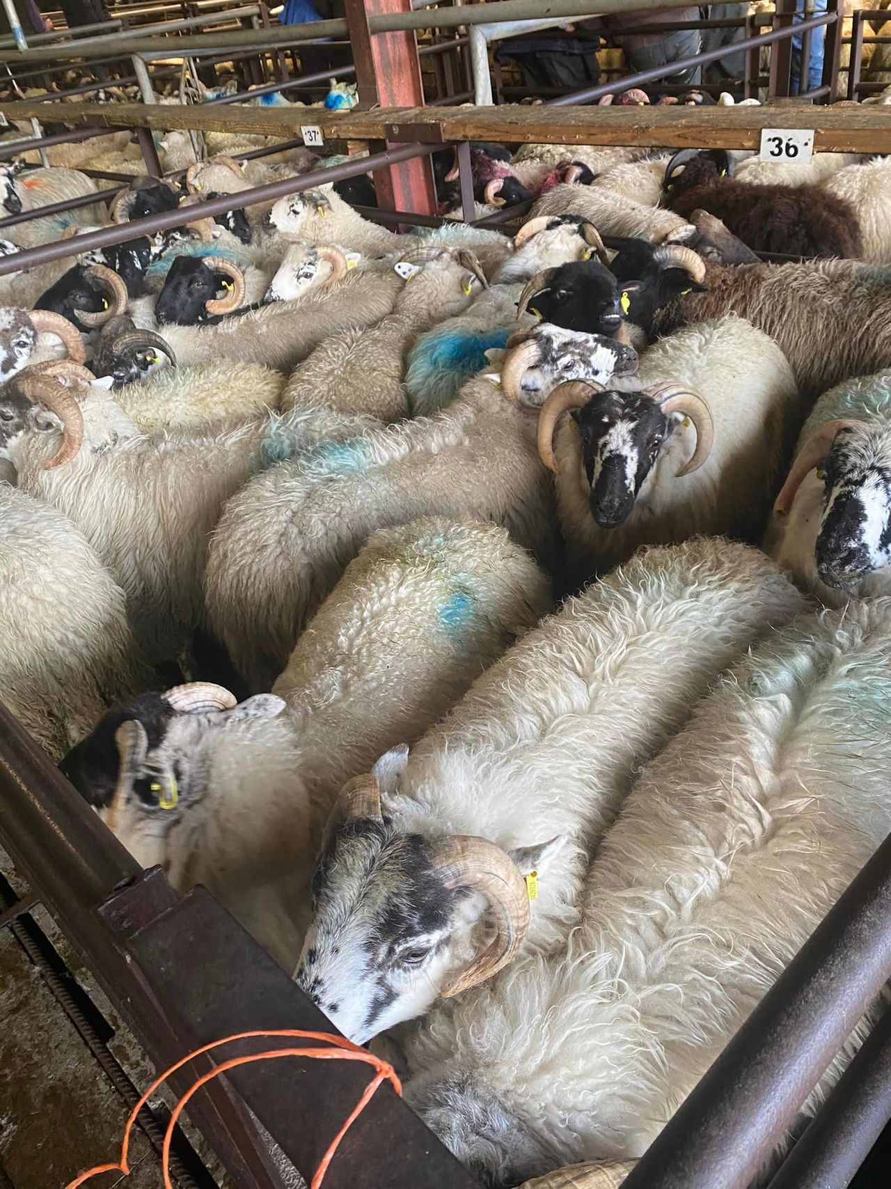 DAFM: 365,500 sheep entered Ireland from NI in 2024